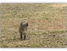Balade dans un champ...