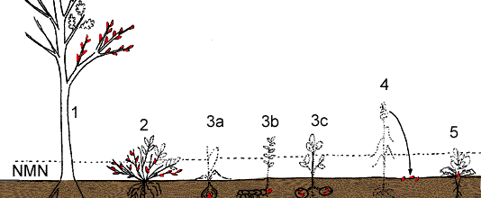 Classification des types biologiques de Raunkiaer.