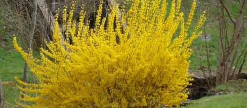 Springtime - A Journey Into Macro Space