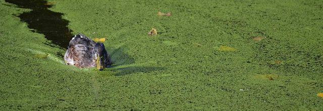 La photo du weekend : Colvert