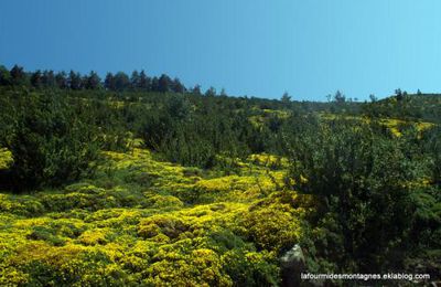 Des fleurs jaunes