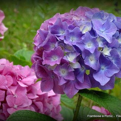 Fleurs dans le jardin 