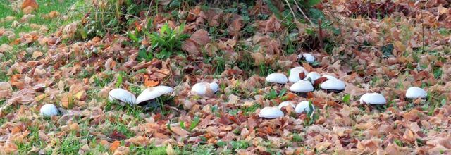 champignons au jardin