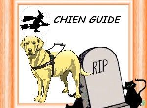 Labradors chiens guides : souvenir de Gini