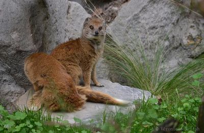 Ménagerie du jardin des Plantes : Mangouste jaune ou Mangouste fauve