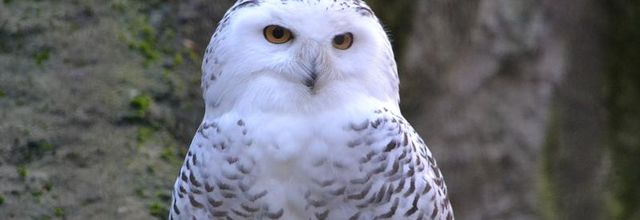 Ménagerie du Jardin des Plantes : La Chouette Harfang