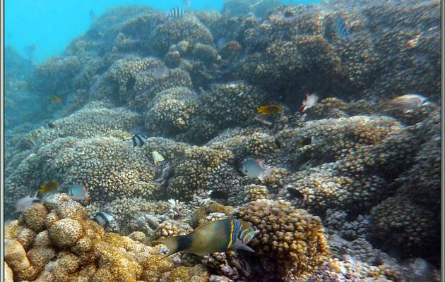 Massif corallien avec une Girelle-paon à épaules jaunes ou Kakatoi lézard (Thalassoma hebraicum) - Praslin - Seychelles