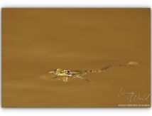 Les Grenouilles vertes.