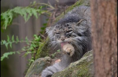 La Ménagerie, le Zoo du Jardin des Plantes : Chat de Pallas