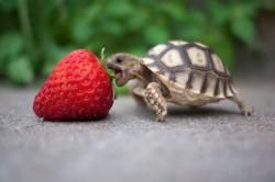 Histoire de tortues