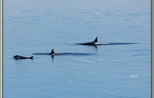 Paradise Bay: rencontre avec des orques épaulards (Killer Whale) - Péninsule Antarctique