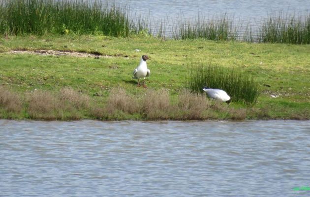 le parc ornithologique du Tech (33)-4