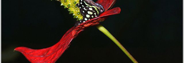 Anthurium (1)