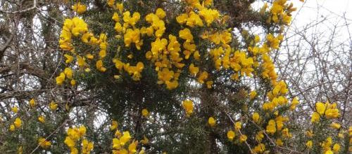 Des fleurs de Bretagne 