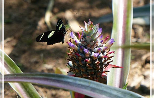 Animation gif : Papillon Héliconius Sara (Sara longwing butterfly) sur fleur d'ananas sauvage - Inkaterra Hacienda Concepcion - Puerto Maldonado - Pérou