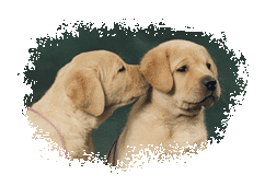 Les signes calmants des chiens