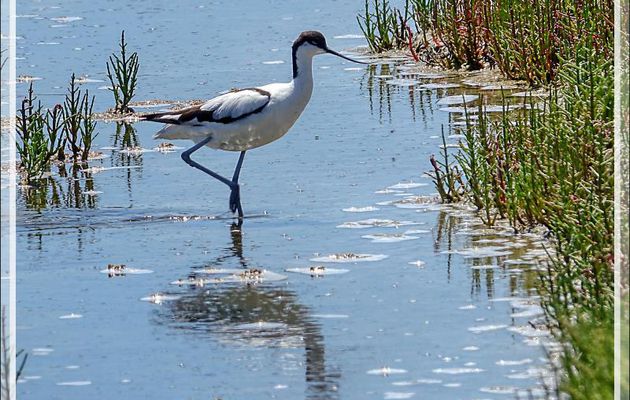L'Avocette élégante et la Salicorne, the Pied Avocet and the Samphire (Recurvirostra avosetta) - Le Martray - Ars-en-Ré - Île de Ré - 17