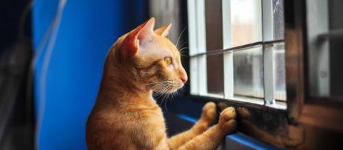 4 choses à savoir avant d'accueillir un chat d'appartement