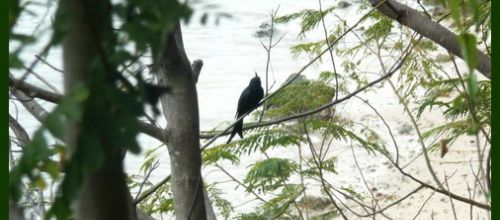 Le Drongo
