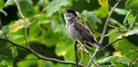 Le chant des oiseaux amplifie la croissance des végétaux
