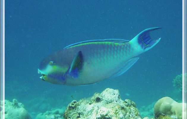 Perroquet grand bleu, Indian ocean steephead parrotfish (Chlorurus strongylocephalus ?) - Moofushi - Atoll d'Ari - Maldives