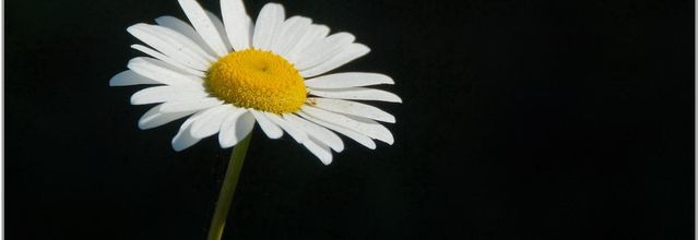 Marguerite (1) - Leucanthemum vulgare
