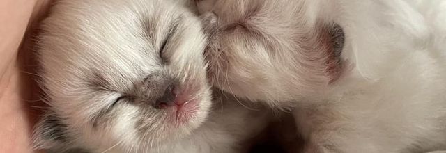 Farandole de chatons