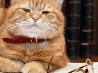 L’intelligence du chat