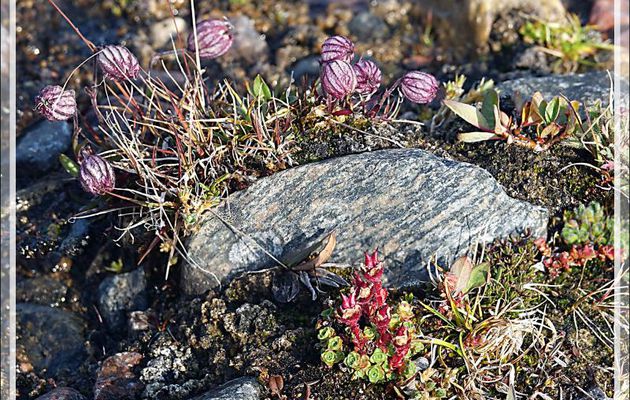 Silène de l'Oural, Nodding campion, Mountain campion, Pulluiujuit (Silene uralensis ssp. arctica) - Craig Harbour - Terre d'Ellesmere - Nunavut - Canada