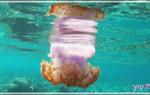 Belle rencontre peut-être un peu dangereuse : une méduse - Snorkeling à Thudufushi - Atoll d'Ari - Maldives