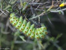 Chenille du Petit Paon de nuit - Saturnia pavonia - Saturniidae