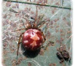 Steatoda triangulosa