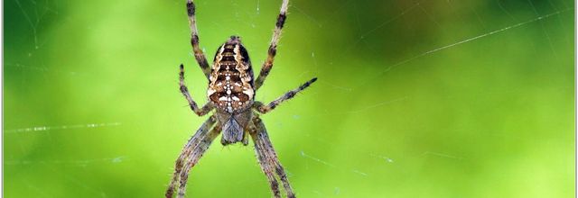 Epeire Diadème (1) - Araneus diadematus