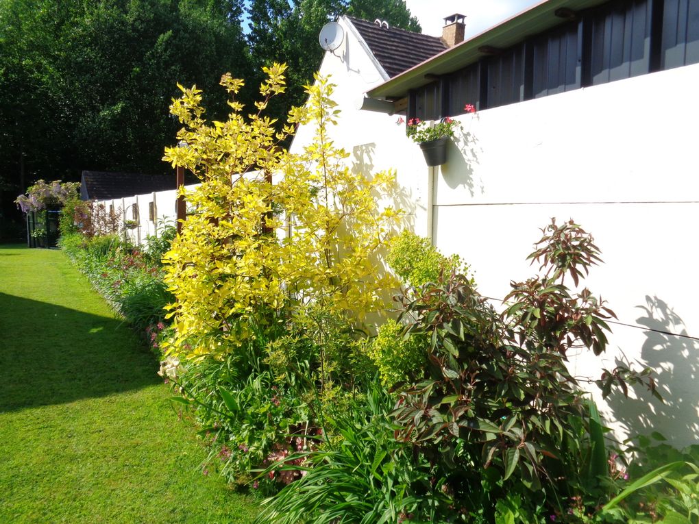 fleurs 