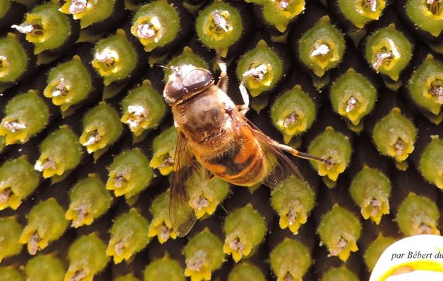 une abeille sur un tournesol