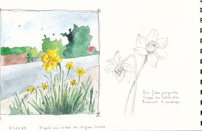 Les jonquilles, aquarelle