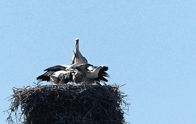 Animation .gif : l'envol de la cigogne - Miramont-de-Comminges - 31