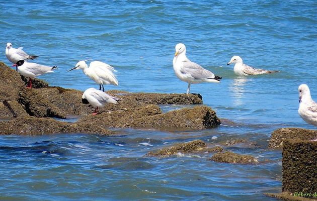 balades dans l'Ile de Ré - 2