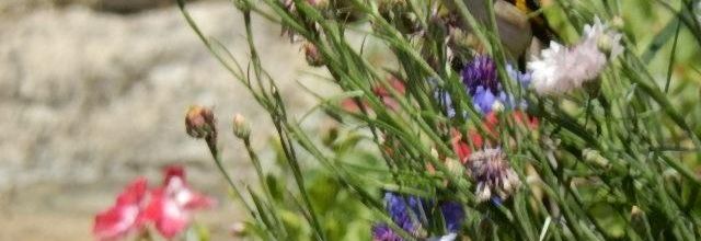Jardin: Bleuet des champs et Chardonnet élégant  
