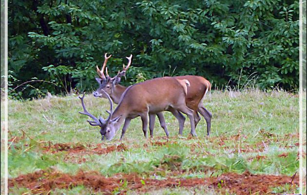 Cerfs élaphes - Lartigau - Milhas - 31