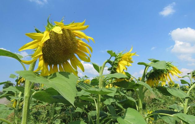 un tournesol et bébètes