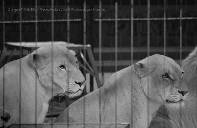Cirque Pinder dans Pinder fête ses 160 ans ! Frédéric Edelstein et ses 12 lions blancs !