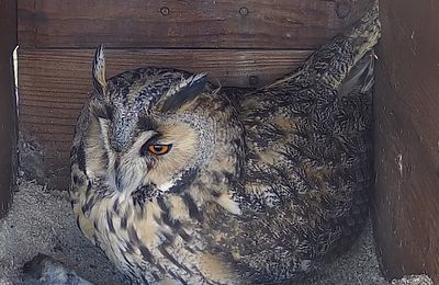 Hibou Moyen-duc