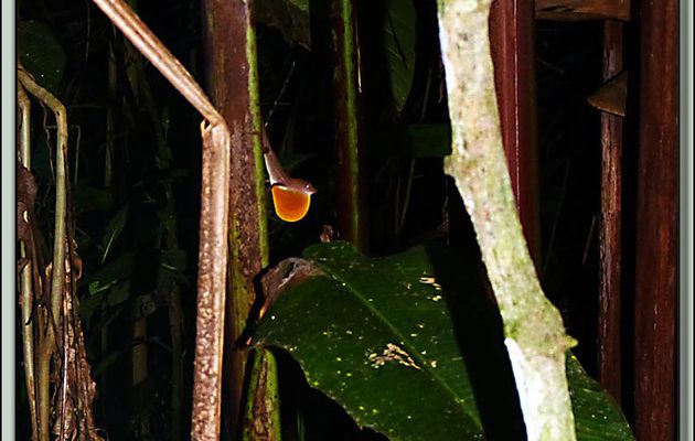 Images du Costa Rica transférées depuis mon ancien blog