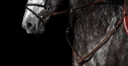 Le trot monté :