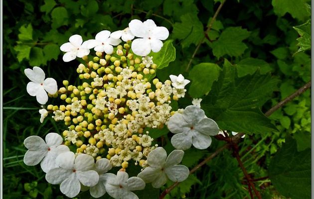 Viorne obier (Viburnum opulus), c'est la forme sauvage du "boule de neige" de nos jardins - Encausse-Les-Thermes - 31