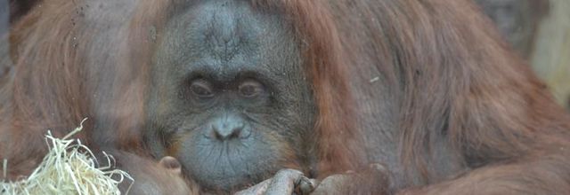 La Ménagerie, Zoo du Jardin des Plantes : Théodora et sa fille Java