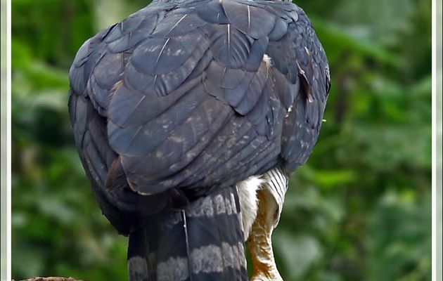 Aigle Harpie féroce, Harpy Eagle (Harpia harpyja) - Parque das Aves - Foz do Iguaçu - Brésil