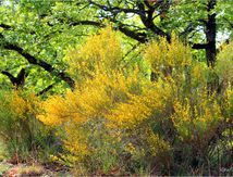 " Ma" Garrigue