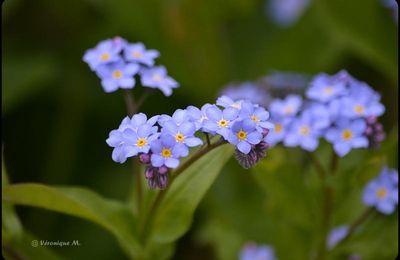 Rambouillet : Le Myosotis